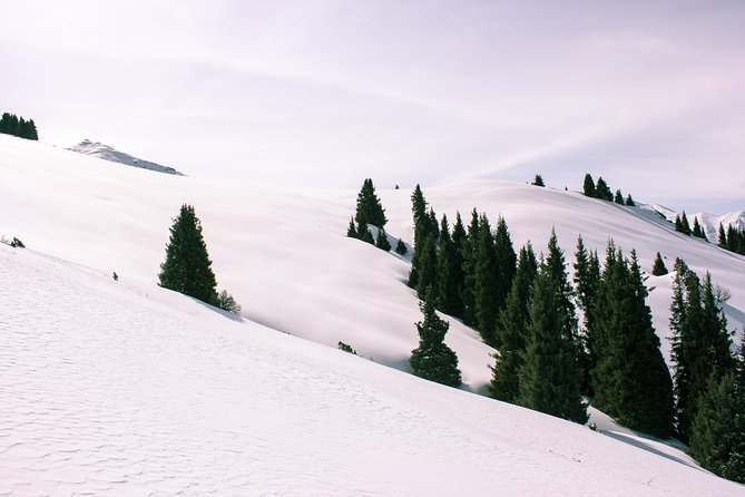 1-day Backcountry Tour - Finding snow below the treeline